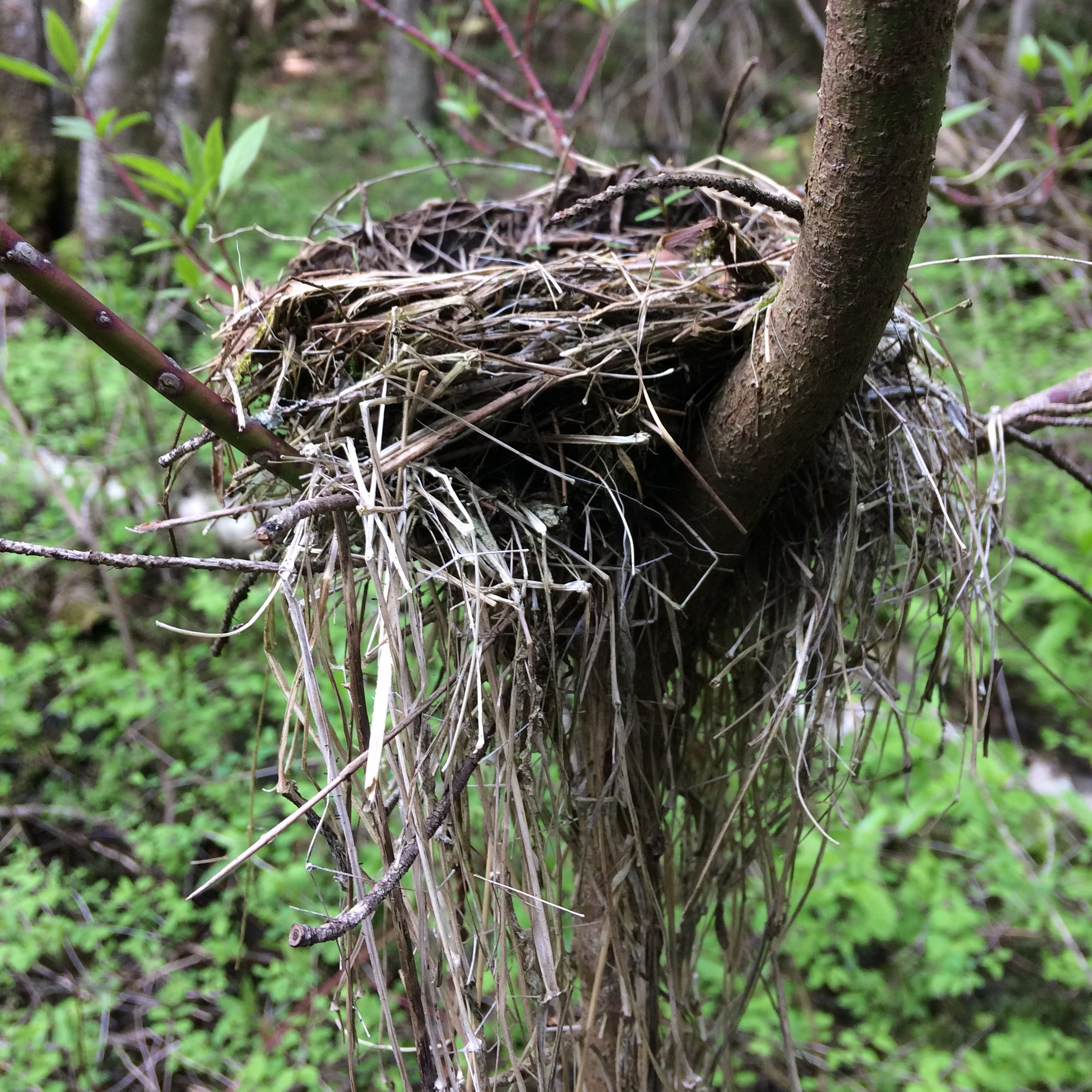 Bird Nest